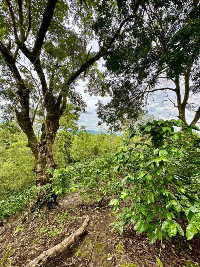 Finca agrícola de 20 manzanas con altura de 850 msnm - foto 1