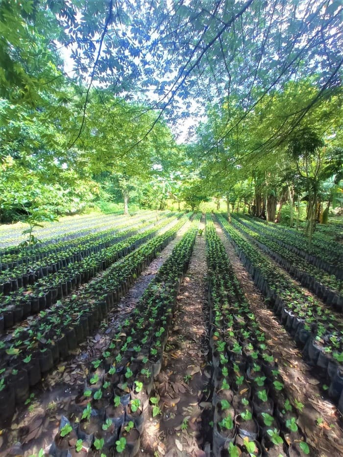 Vendo finca cafetalera de 352 manzanas en Izalco - foto 1