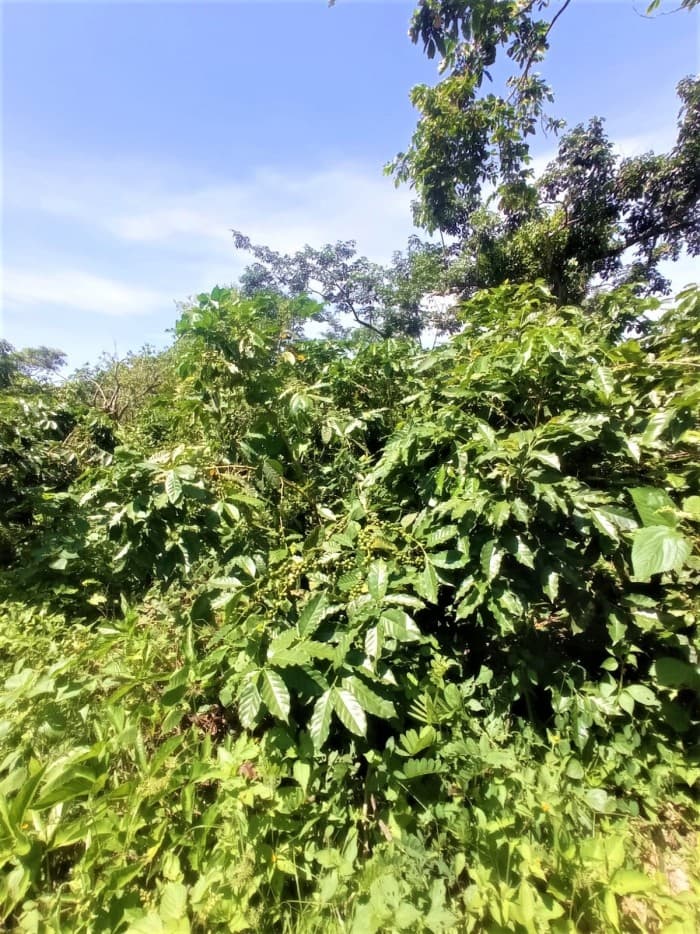 Vendo finca cafetalera de 352 manzanas en Izalco - foto 3