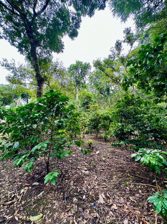 Finca agrícola de 20 manzanas con altura de 850 msnm - foto 2