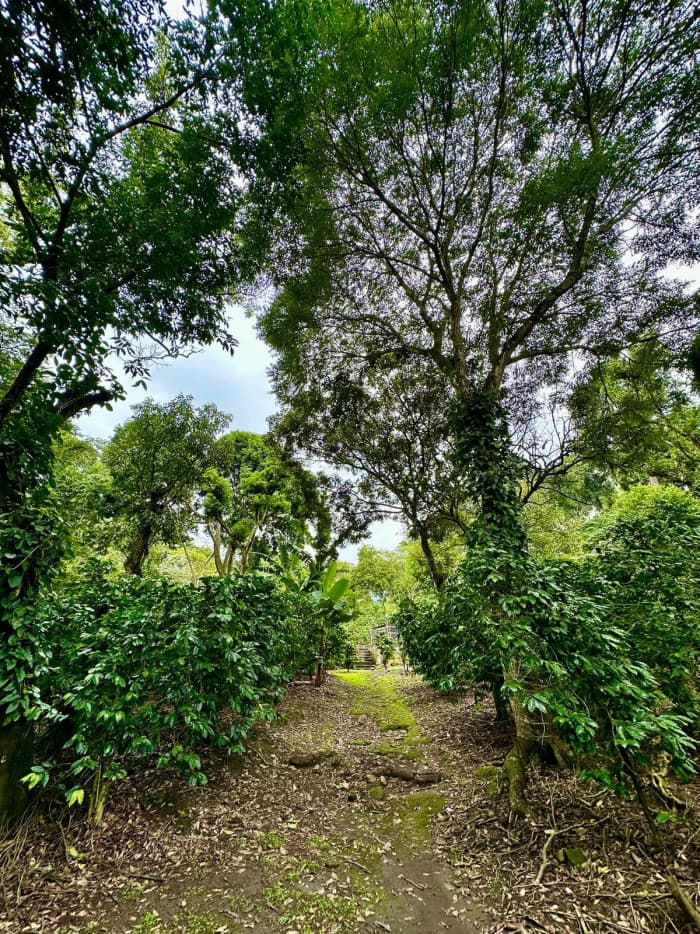 Finca de Café de altura de 36 manzanas produciendo - foto 2