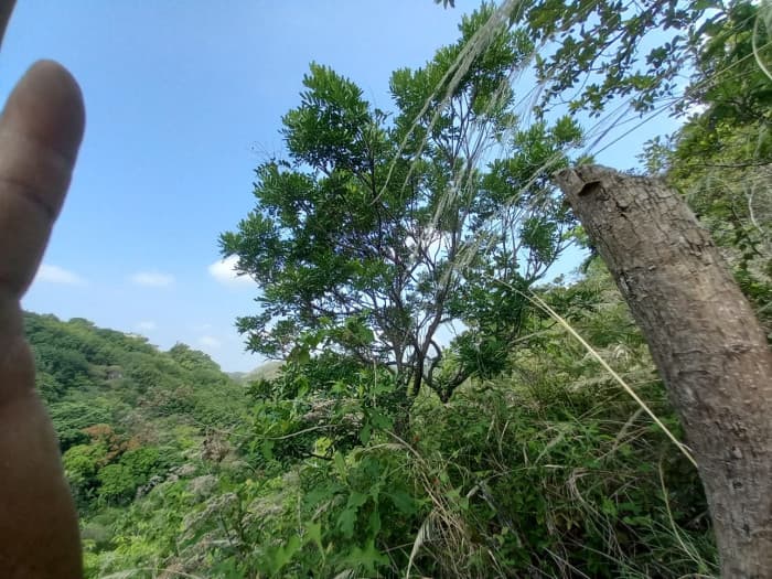 Terreno en venta en La Reina Chalatenango - foto 4