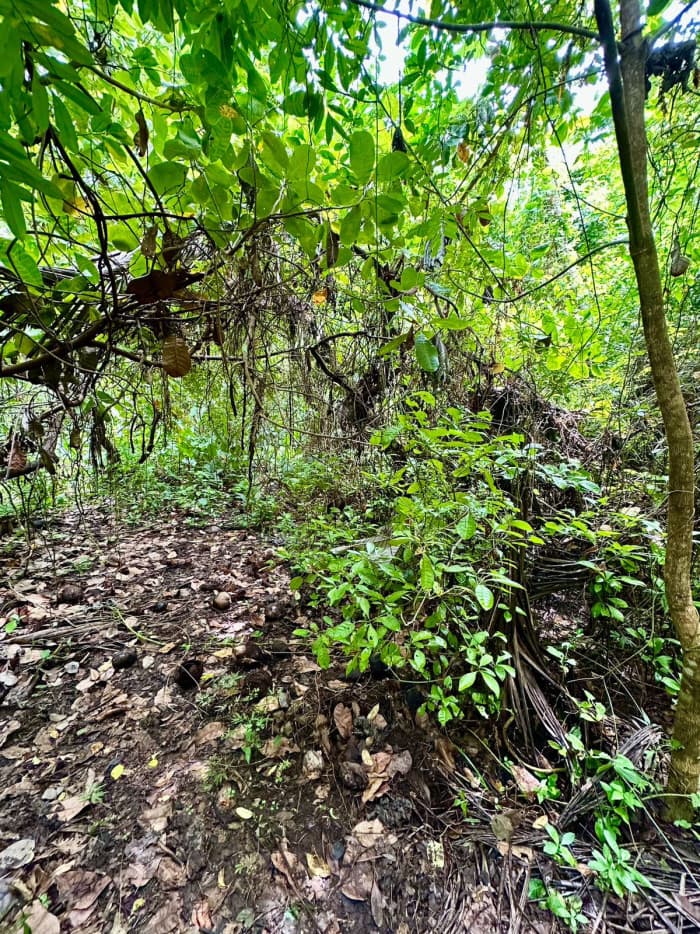 Terreno de primera fila al mar Isla Madresal Usulután - foto 4