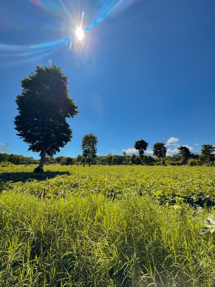 Lotes en pre venta dentro de Residencial Privada - foto 3