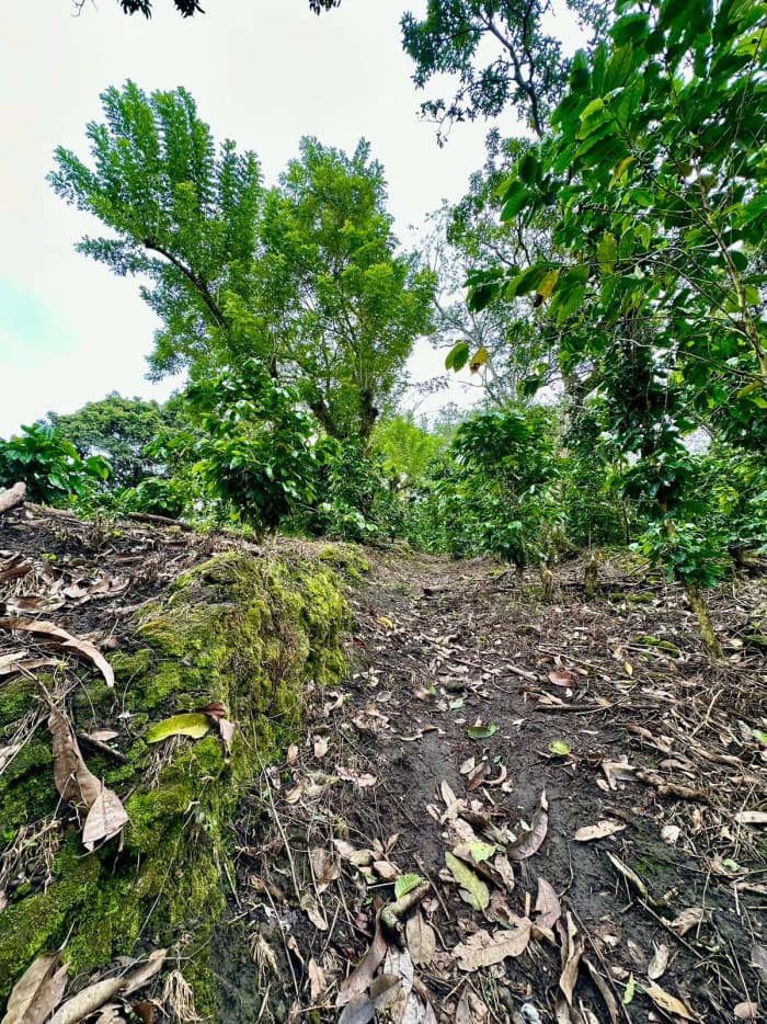Finca agrícola de 20 manzanas con altura de 850 msnm - foto 4