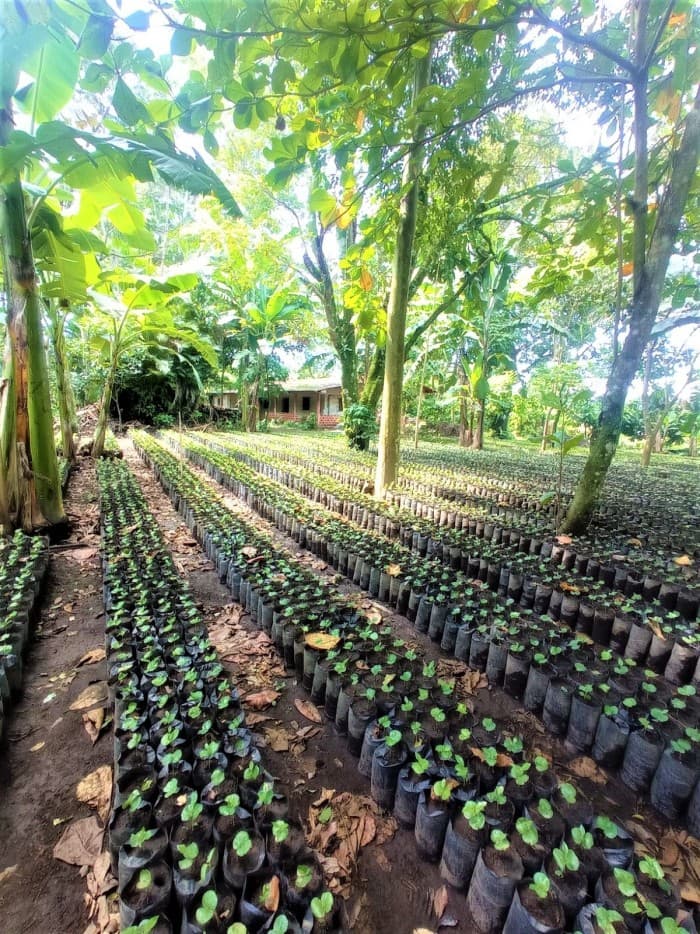 Vendo finca cafetalera de 352 manzanas en Izalco - foto 2