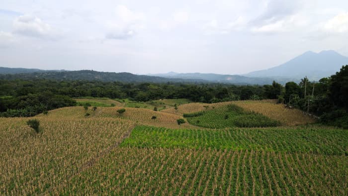 Finca en Venta en Candelaria Ideal para Desarrollo - foto 3