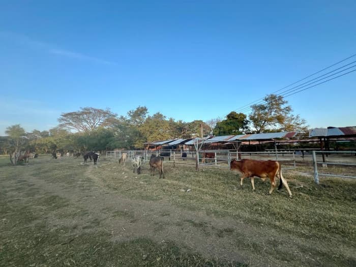 31 Manzanas en venta en El Porvenir Santa Ana - foto 3