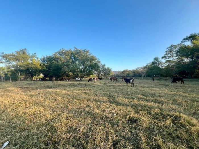 31 Manzanas en venta en El Porvenir Santa Ana - foto 4