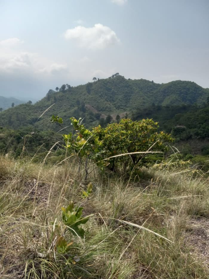 Terreno en venta en La Reina Chalatenango - foto 2