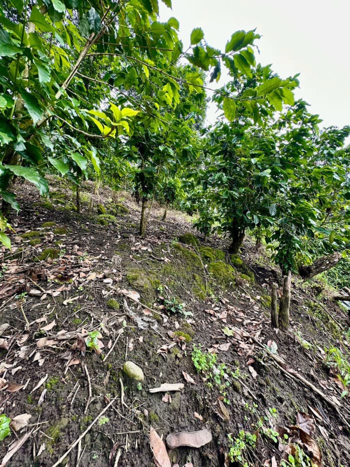 Finca agrícola de 20 manzanas con altura de 850 msnm - foto 3