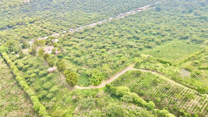 Finca cafetalera con potencial hotelero Los Naranjos - foto 2