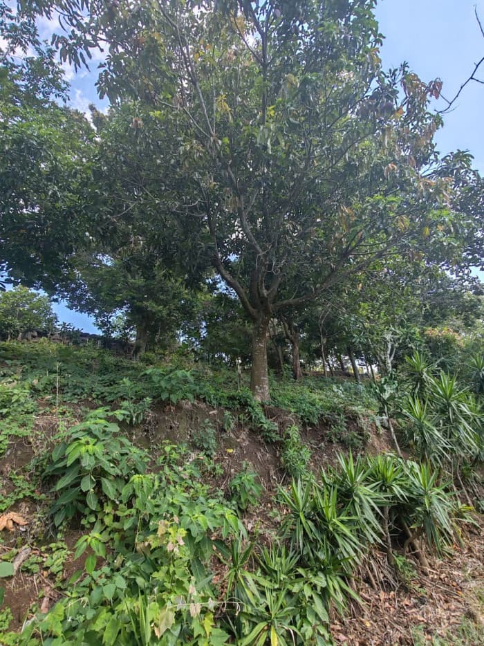 Venta de Terreno con vista en Comasagua  - foto 3