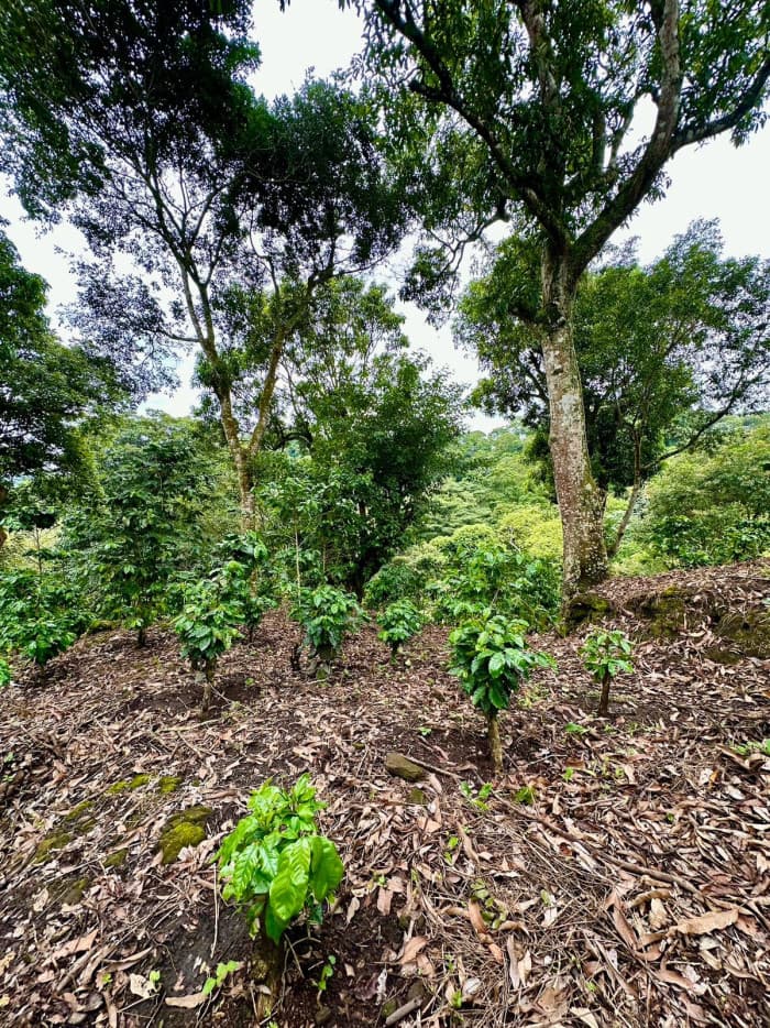 Finca de 9 manzanas a 25 minutos de Santa Tecla - foto 4