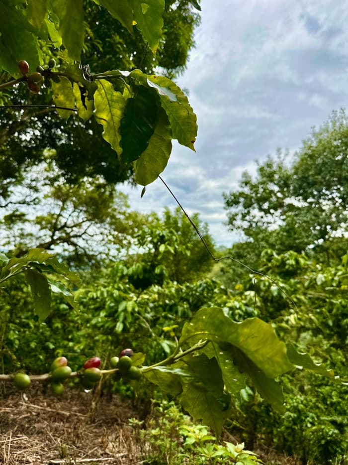 Finca de 9 manzanas a 25 minutos de Santa Tecla - foto 3