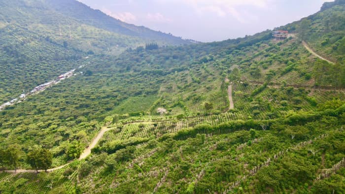 Finca cafetalera con potencial hotelero Los Naranjos - foto 3