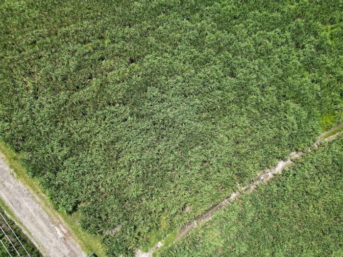 Terreno comercial de 1 manzana en Nejapa por Coca Cola - foto 4