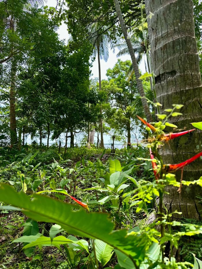 Terreno de primera fila al mar Isla Madresal Usulután - foto 2