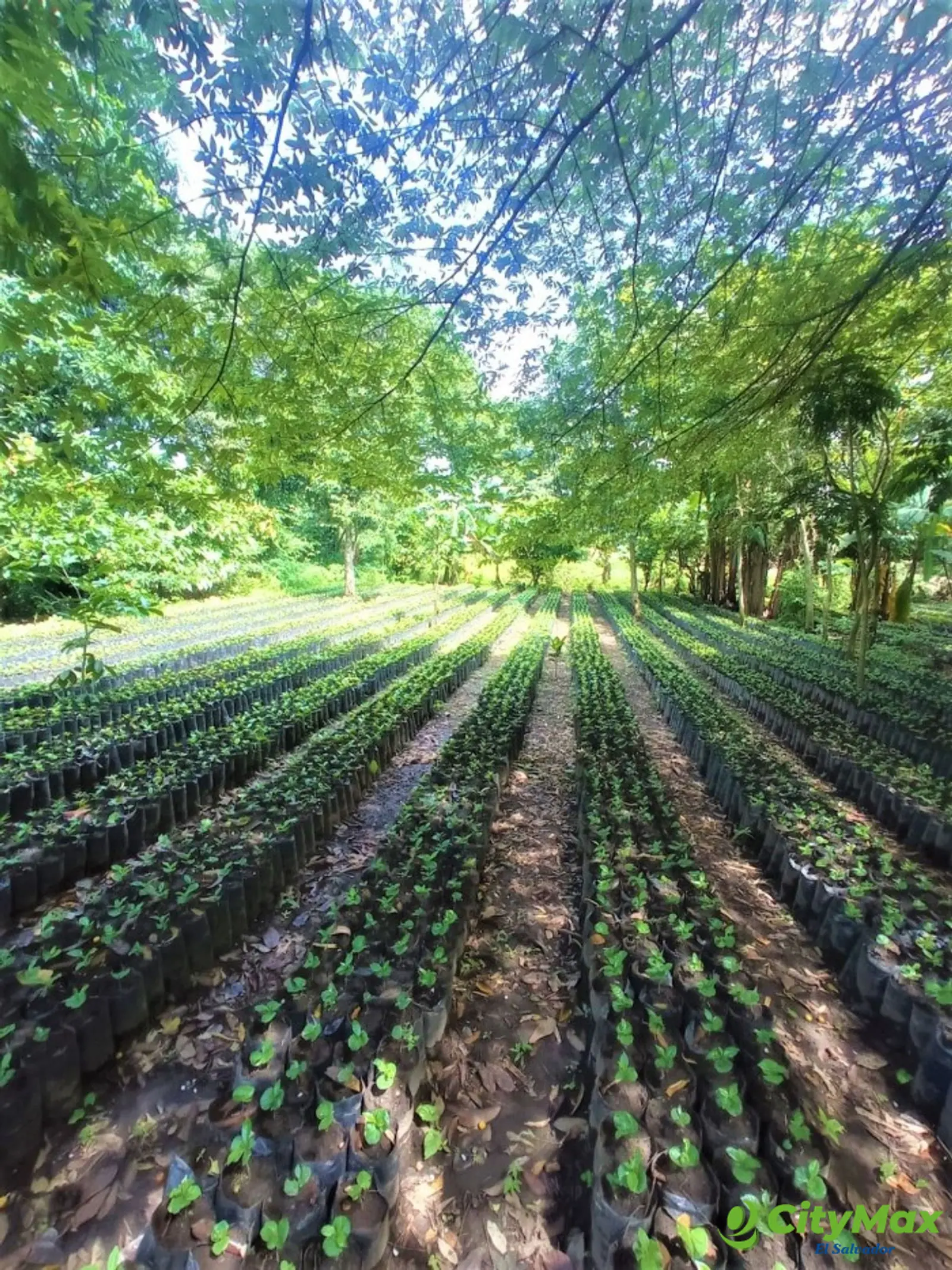 Vendo finca cafetalera de 352 manzanas en Izalco - foto 1