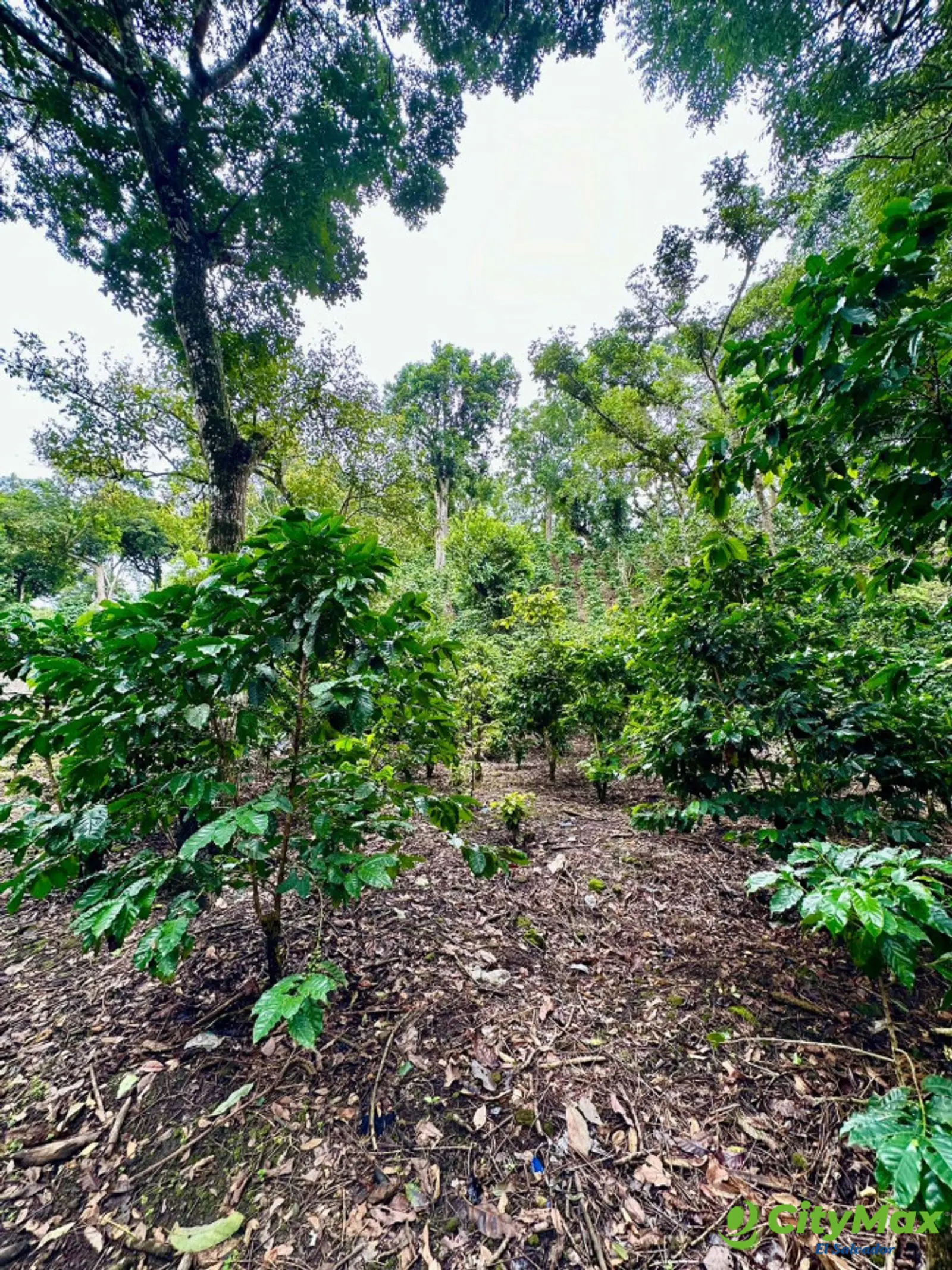 Finca agrícola de 20 manzanas con altura de 850 msnm - foto 2