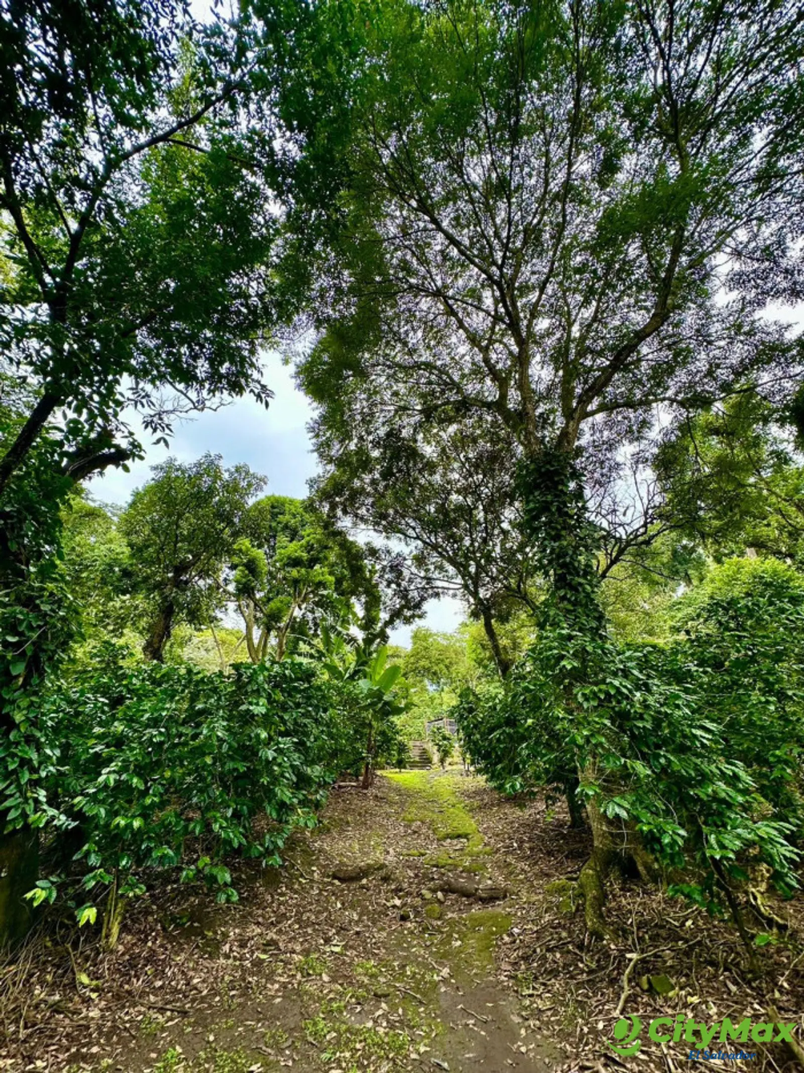 Finca de Café de altura de 36 manzanas produciendo - Acceso a la finca