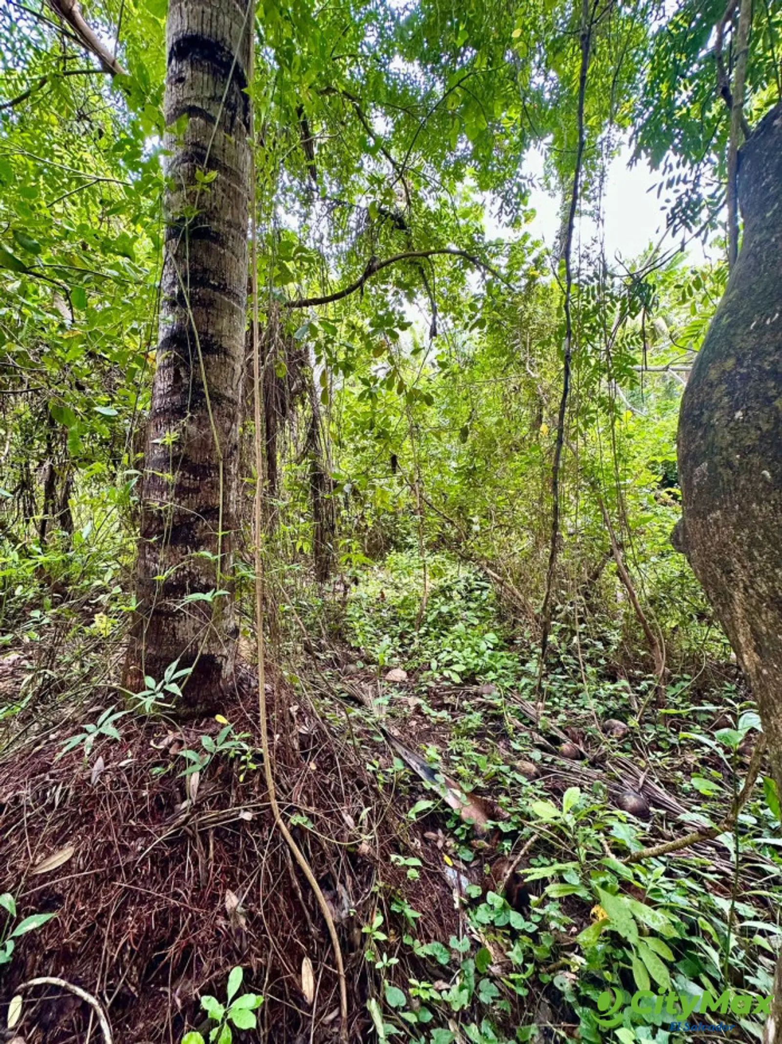 Terreno de primera fila al mar Isla Madresal Usulután - Topografia plana con abundante vegetación nativa y arboles con mas de 5 metros de altura