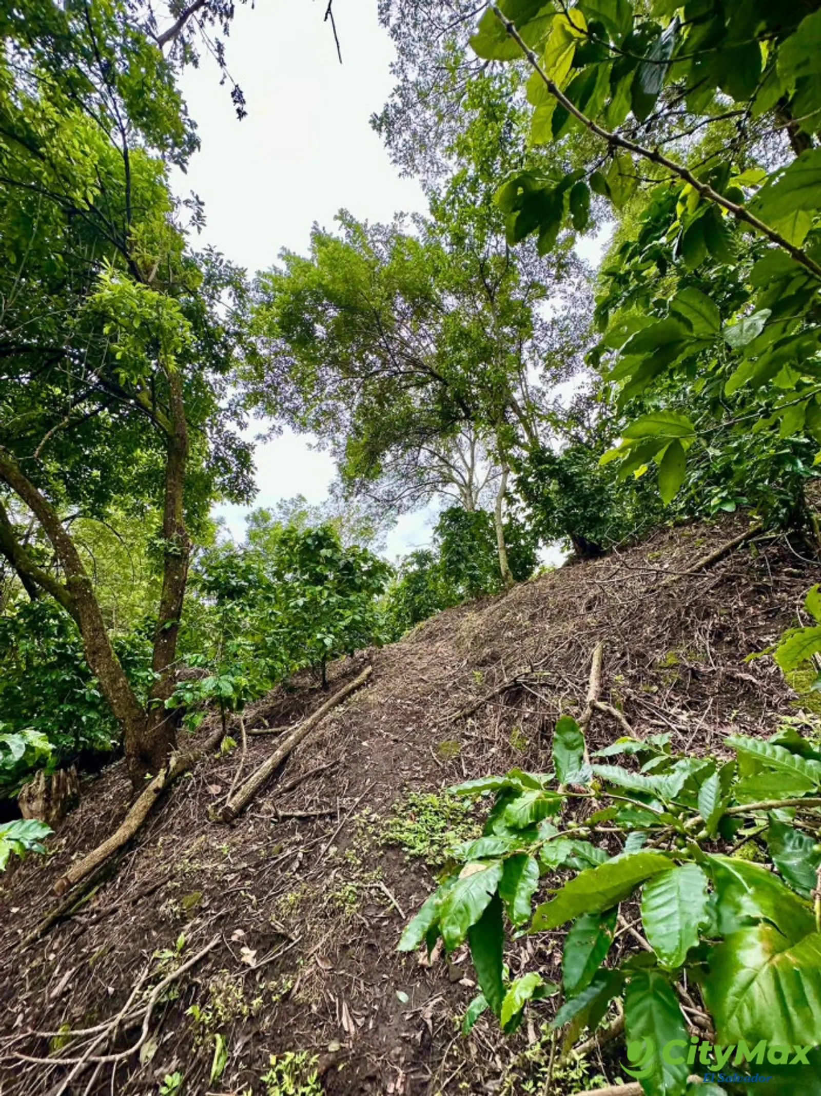Finca de Café de altura de 36 manzanas produciendo - foto 10